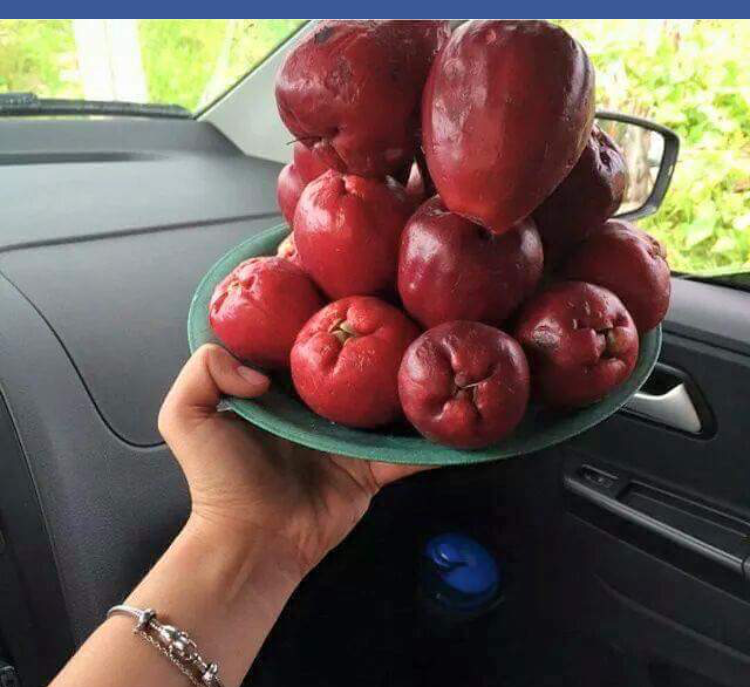 Jambo a fruta para quem não conhece 